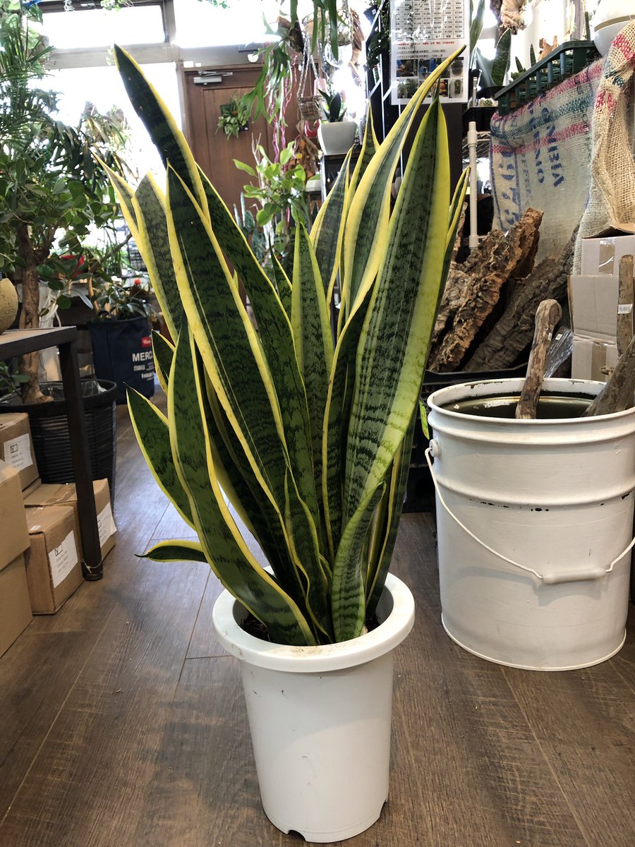 ファニープランツ V Twitter サンセベリアローレンチー 言わずと知れた観葉植物 これも管理は楽チン 寒さには注意です 家中にたくさん置けばマイナスイオン効果を得られると思います笑 Funnyplants 小山市 観葉植物 サンセベリア エコプラント インテリア