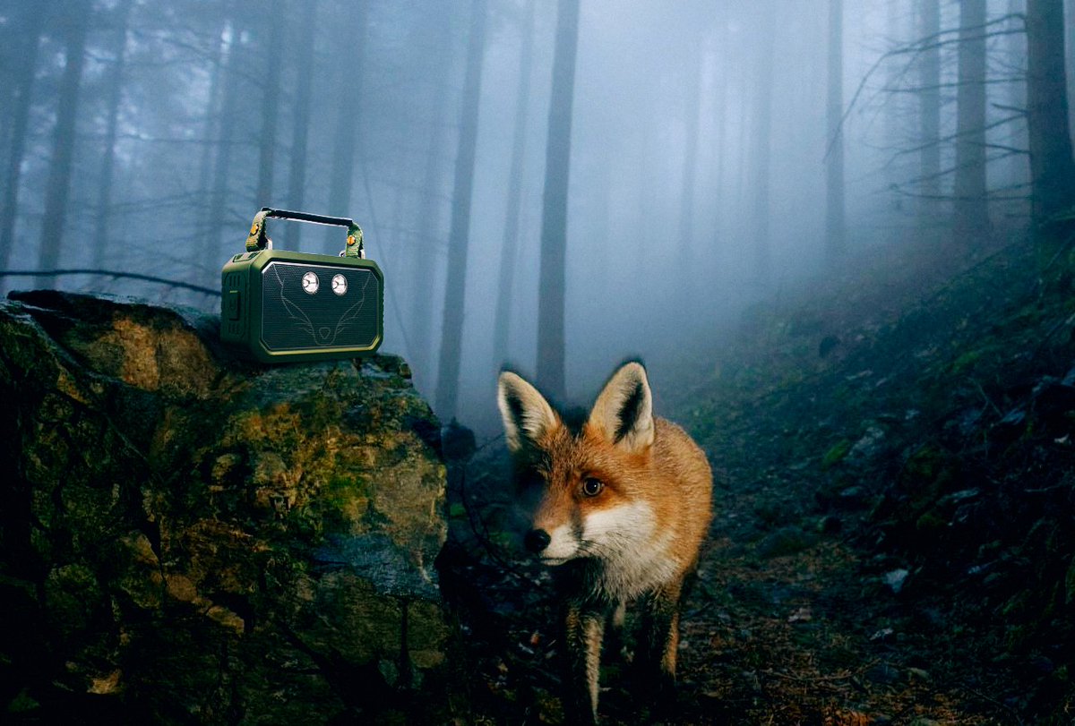 dossdirect's tweet image. I see a friendly face 🦊