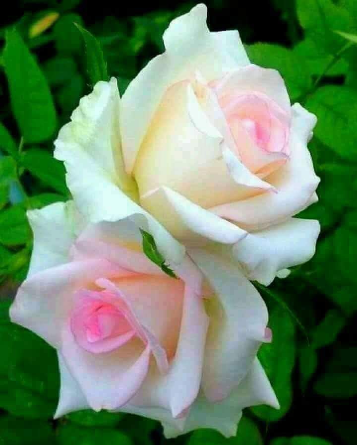 KPK65359341's tweet photo. @MushaalMullick https://t.co/Zu3jMtxEuw