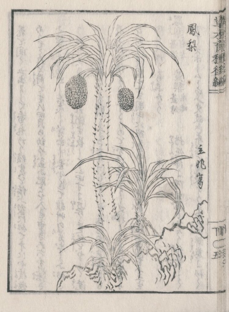 鳳梨とかアナナスと書いてあるからパイナップルと混用してたのかあやふやだけど説明読むとアダン。パインまだ栽培用には入ってきてない時代のアダンの説明。棕櫚のやし、琉球人、絵がいいね。写真は沖縄で撮ったアダン 