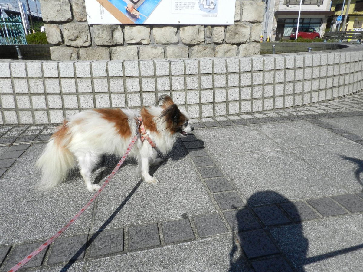 伊達英二📷🐕 tweet media