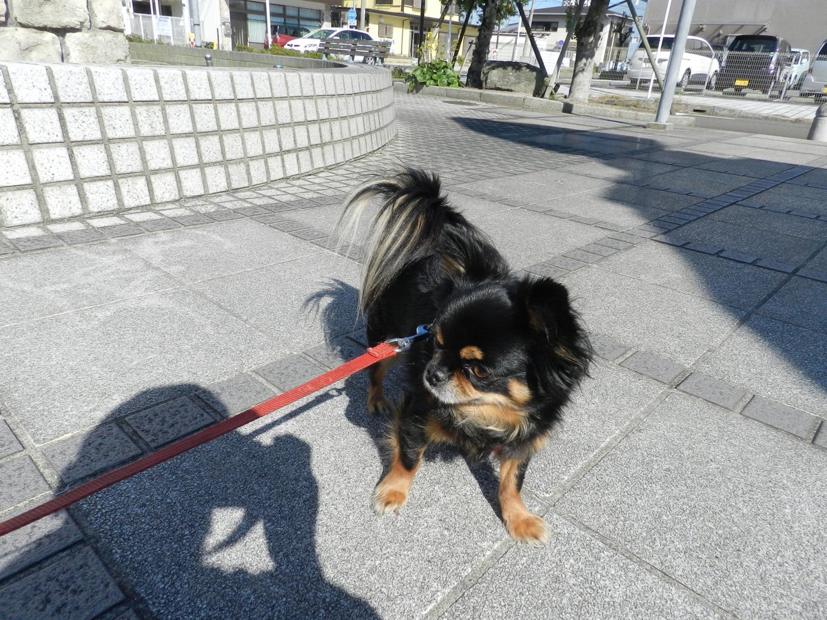 伊達英二📷🐕 tweet media