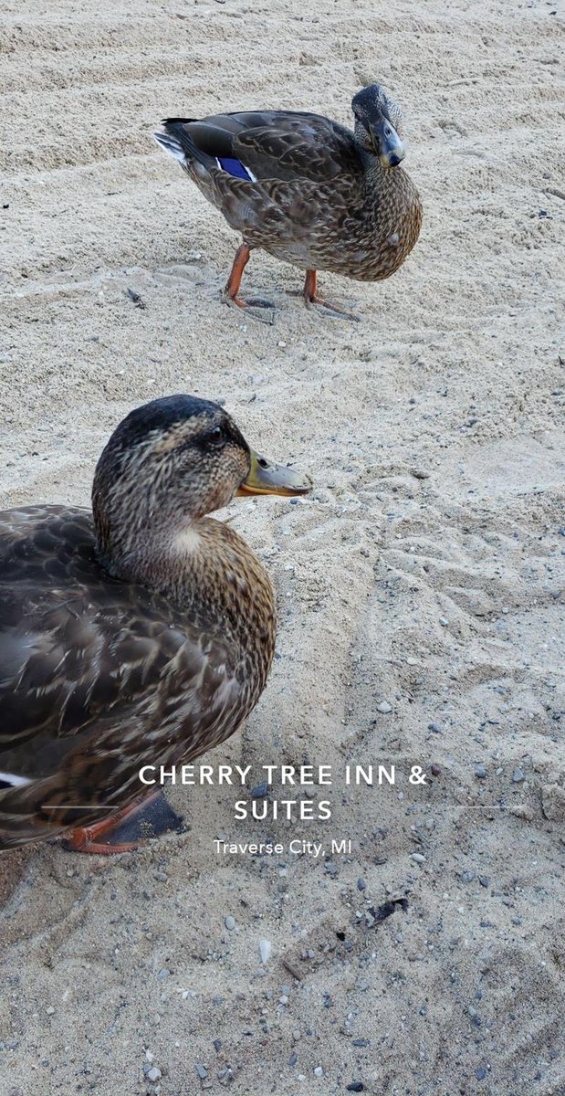 AdamSteuryCTS's tweet photo. My friend, Adam, is a finalist in Cherry Tree Inn &amp; Suites’s Story Contest. Help me rally votes: https://t.co/J7erLJcDQv @CherryTreeInn https://t.co/ZUn3hrV2qH