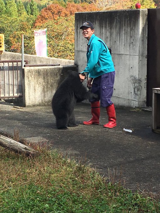 くまくま園 は熊しかいない動物園 可愛い小熊やアクセス 料金は 旅行 お出かけの情報メディア