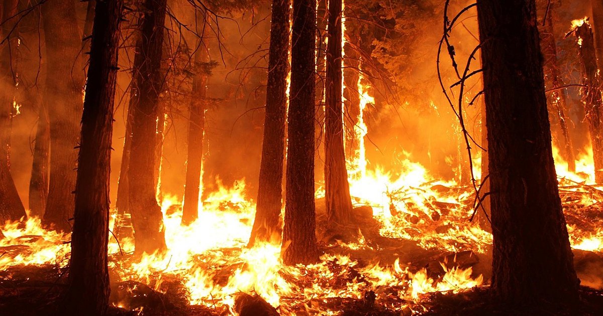 Thanks to a combination of rising heat, longer droughts, and powerful winds, record-breaking wildfires are becoming the terrifying new normal for the Golden State.
bit.ly/2N1VwZj