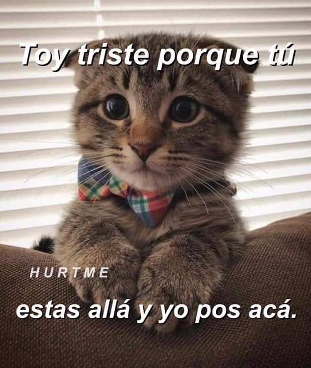 jadejrmz (@corazon_gatuno) on Twitter photo 