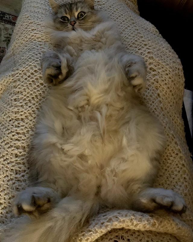 compassdarin's tweet photo. Just try to touch me. #clawsattheready https://t.co/xV3kobbzXC https://t.co/tBGozCTL6X