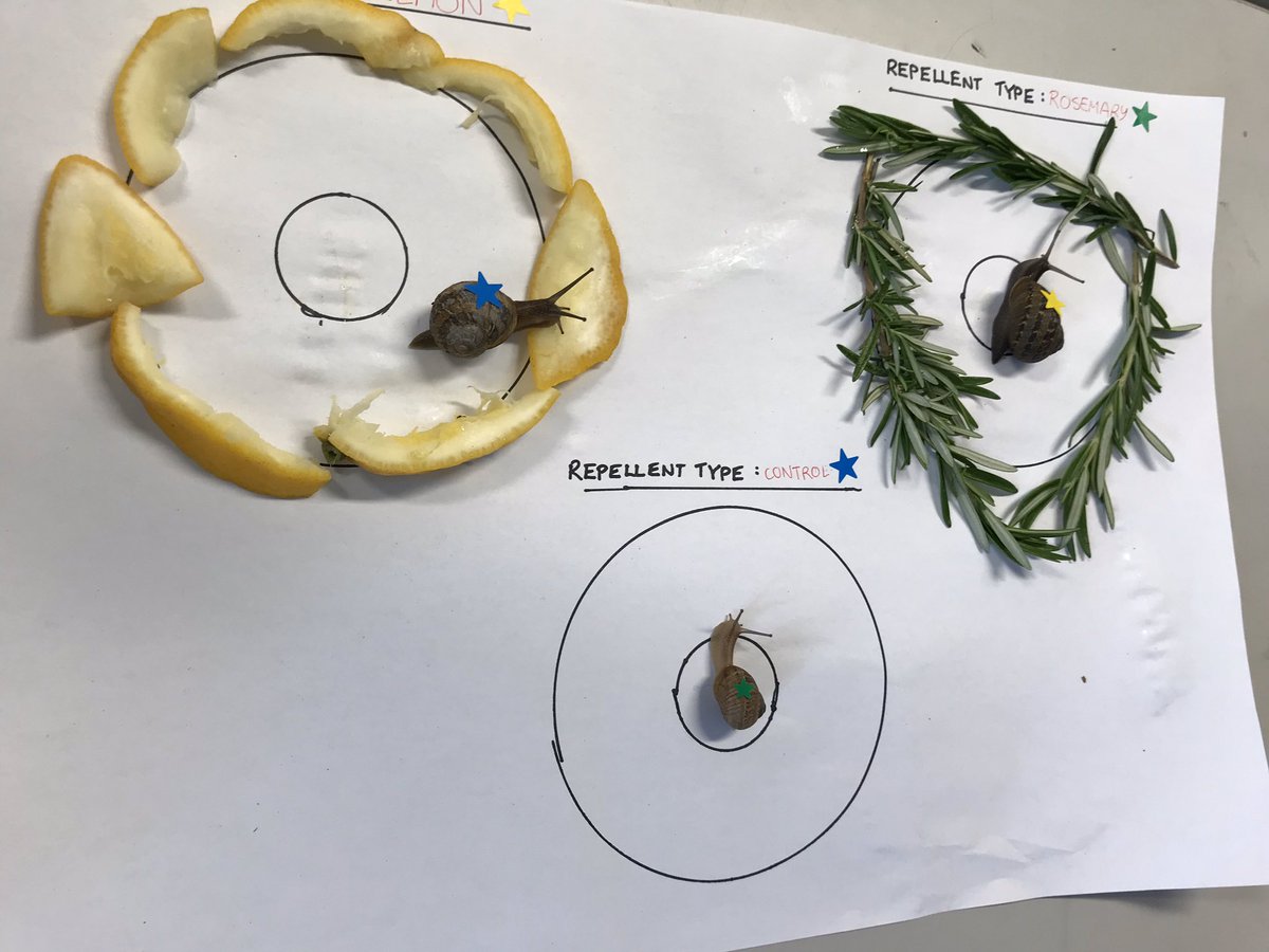 HelenHaine's tweet photo. Snail repellent experiment - day one.
Learners highly engaged.
Initial results indicate that if you could afford unlimited amounts of fresh garlic it’s highly effective.
Currently, next most effective is ash.
We’re back in the lab Monday...
#edchatnz #edstem @NZScienceLearn https://t.co/N4yub8Hlbq