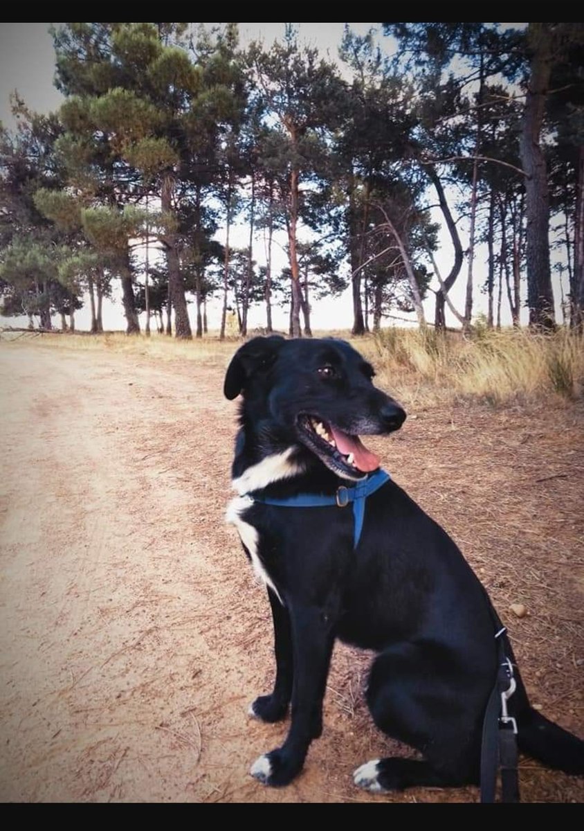 <a href="/DefensaAnimalZA/">Adopta Daz</a>
FRESA SIN SUERTE 😔😔😔
Esta preciosidad esta buscando el calor de una familia! Es activa, cariñosa, inteligente. Se merece tener un final feliz, "UNA FAMILIA PARA SIEMPRE"
#adopta
📞 622934562