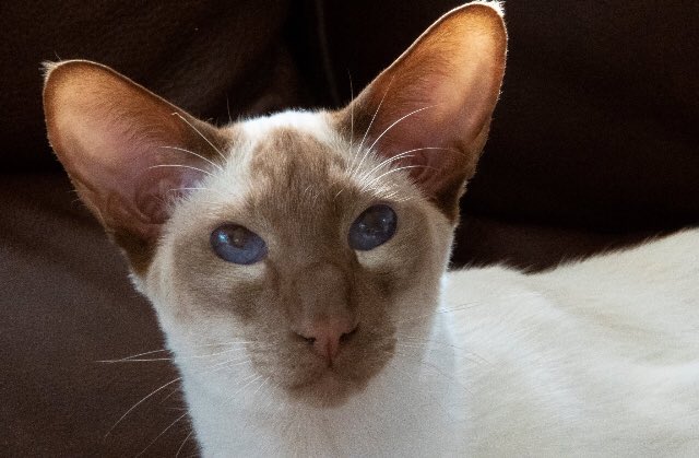 Diablo_Siamese's tweet image. #whoseTheFairestOfThemAll #MassiveEgo #HandsomeDevil #TeamDiablo @jolenehunter #catsofinstagram #catsoftwitter