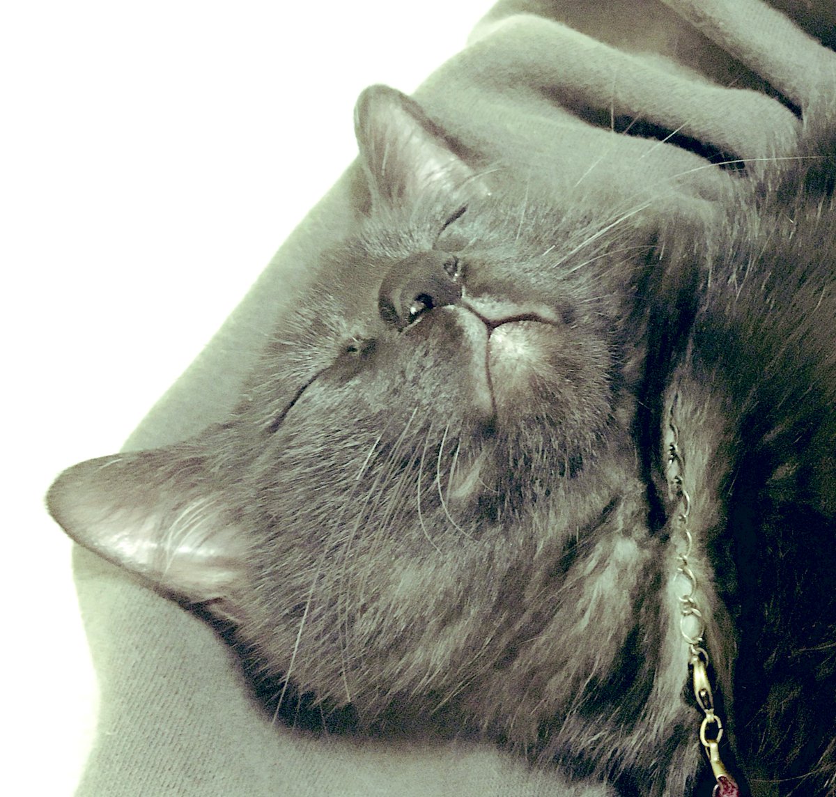 胸の上で寝る猫。
かわいい。 