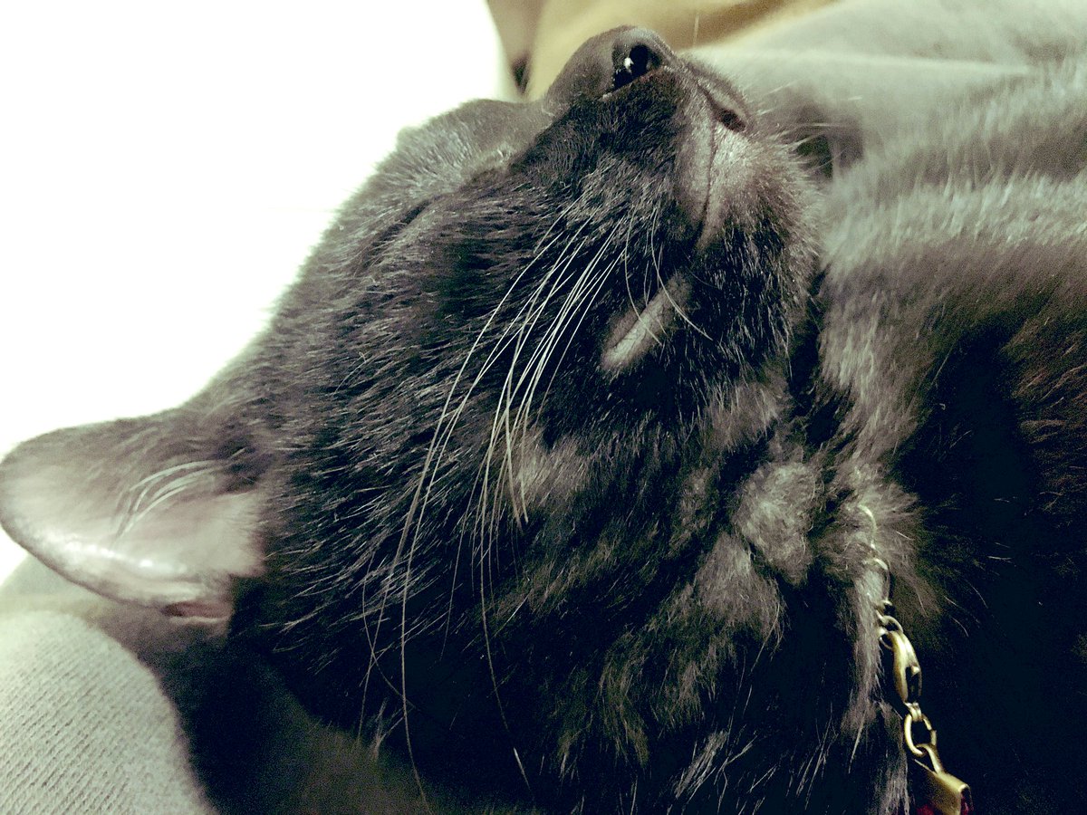 胸の上で寝る猫。
かわいい。 