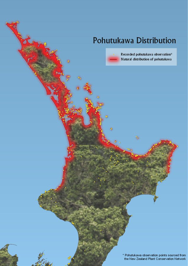 A map of the North Island showing the distribution of pōhutukawa. A thick red line extends from Gisboune to north of New Plymouth.