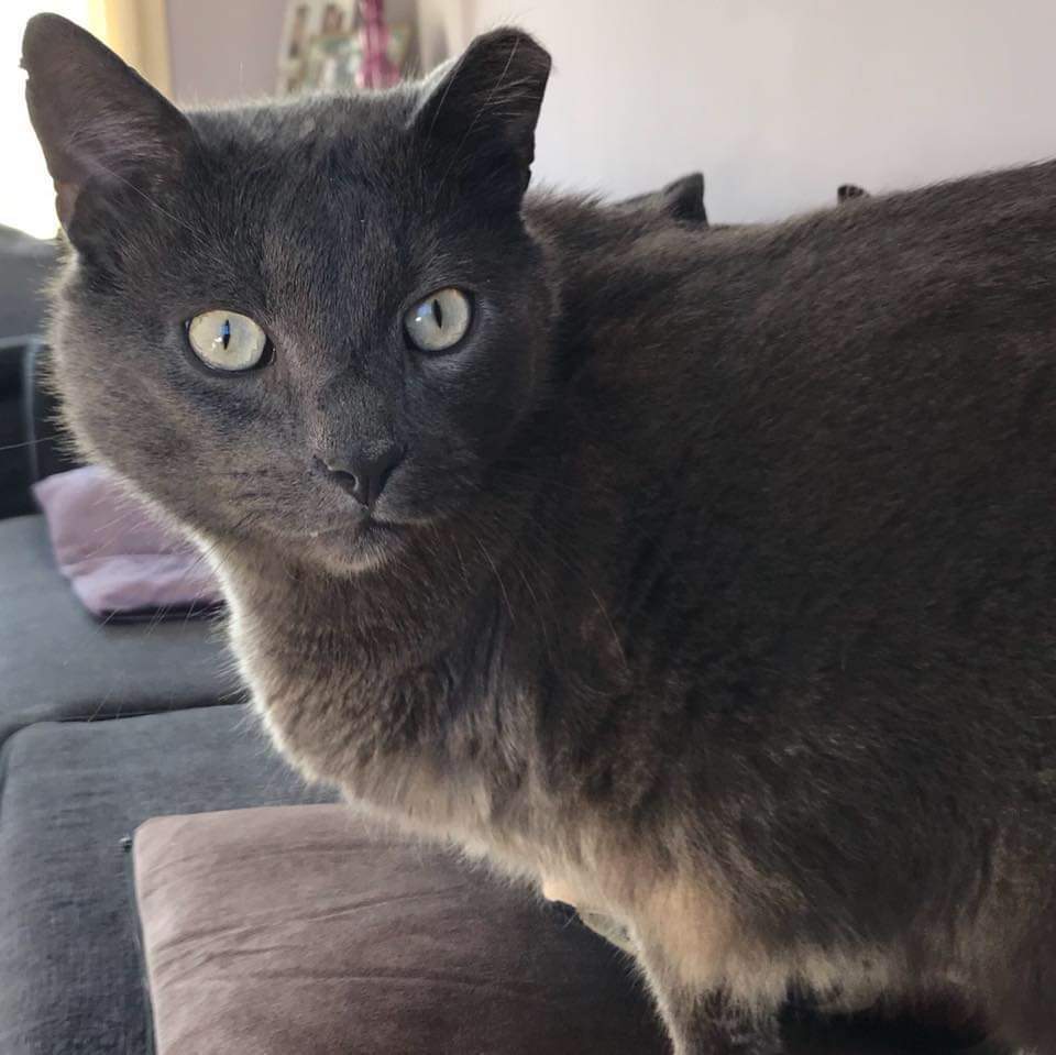 Would any #Darlobiz #Darlington donate a raffle prize for our #XmasFayre fundraiser for <a href="/StrayCatsRus/">CatsRus</a> please
Pls let me know ASAP
Help us to help them look after more #cats like Mr Gray here who was badly injured when thugs strapped a firework to him 😢
#WeGiveOurTimeForFree