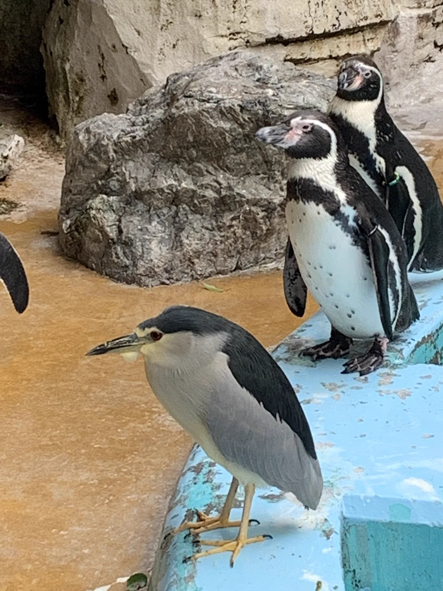 ペンギンコーナーに来たはずなのに？別なものがいたwww