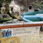 ペンギンコーナーに来たはずなのに？別なものがいた!