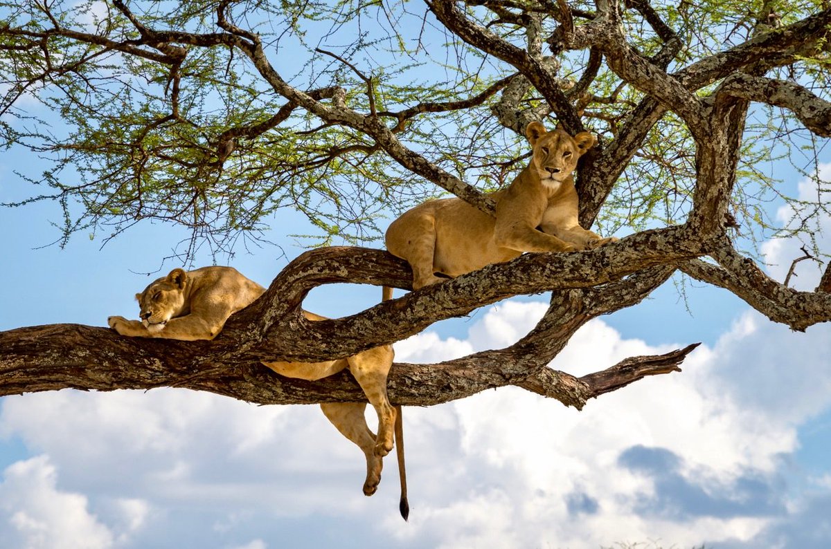 How about watching lazing lions on the trees?

You will get a lot of them sleeping on the trees on your day trip to Lake Manyara National Park.

#tanzania #africa #travel #safari #nature #wildlife #photography #LakeManyaraNationalPark #travelphotography #love #travelgram