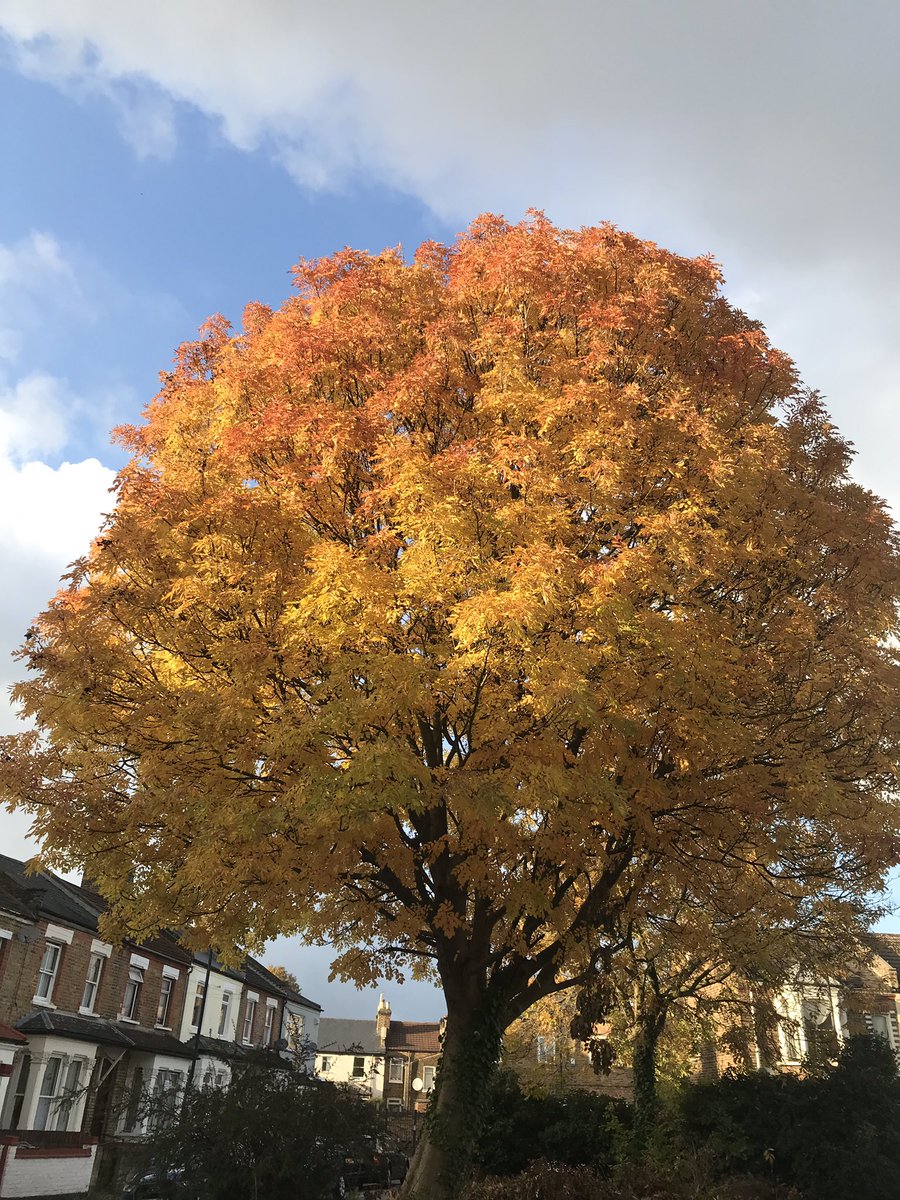 DTothill's tweet photo. @TottenhamCivic @LornaReith @TowerFriends @TheStreetTree @haringeycouncil @TWGFoE @WestburyBNR @TCVHaringey Fiery autumn colours in N15 https://t.co/OXidDuC5pf