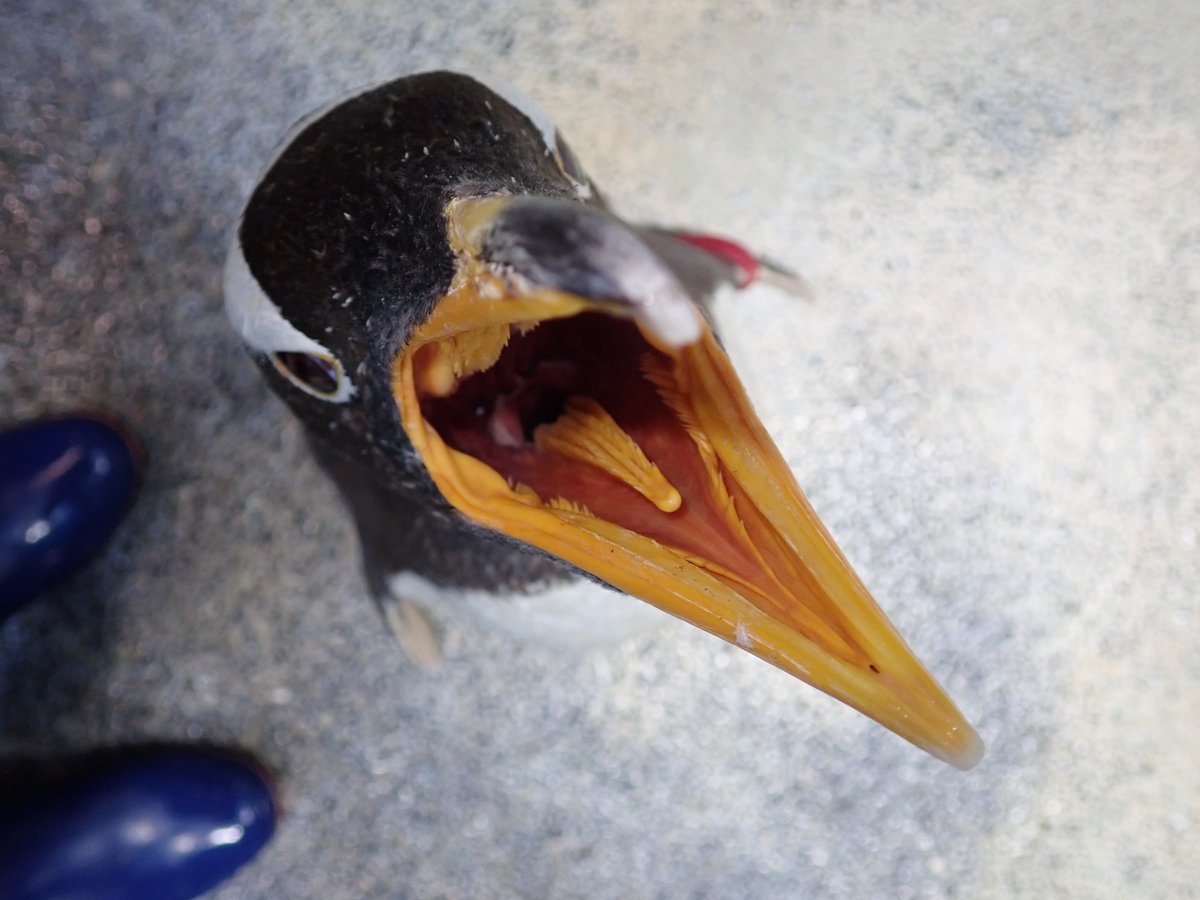 今日は、＃いい歯の日 だそうです ペンギンに歯はあると思いますか