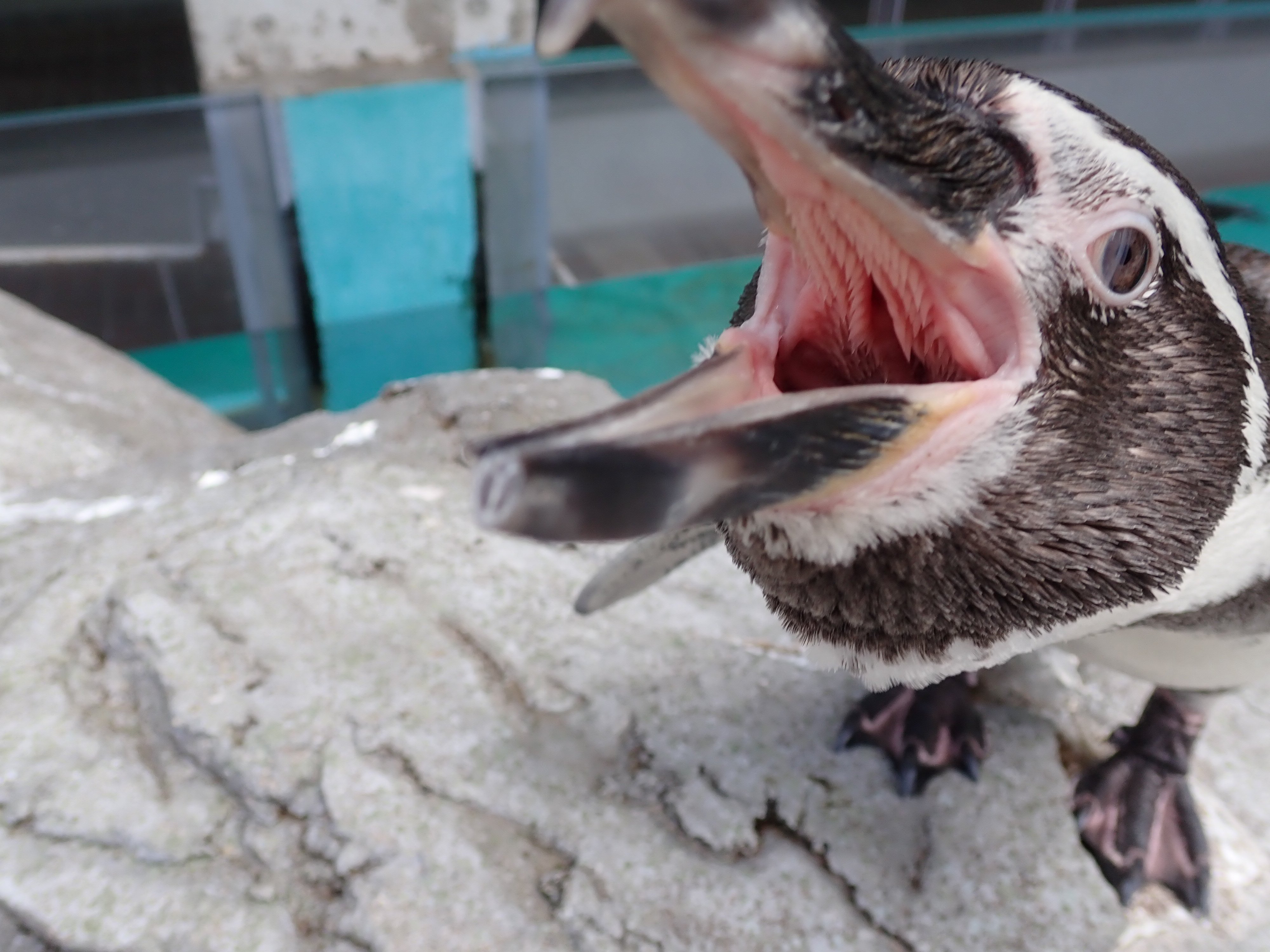 長崎ペンギン水族館 公式 今日は いい歯の日 だそうです ペンギンに歯はあると思いますか 実は ペンギンに歯はありません 魚などを丸呑みにします ｂ 長崎 ペンギン 水族館 ジェンツーペンギン フンボルトペンギン 歯は