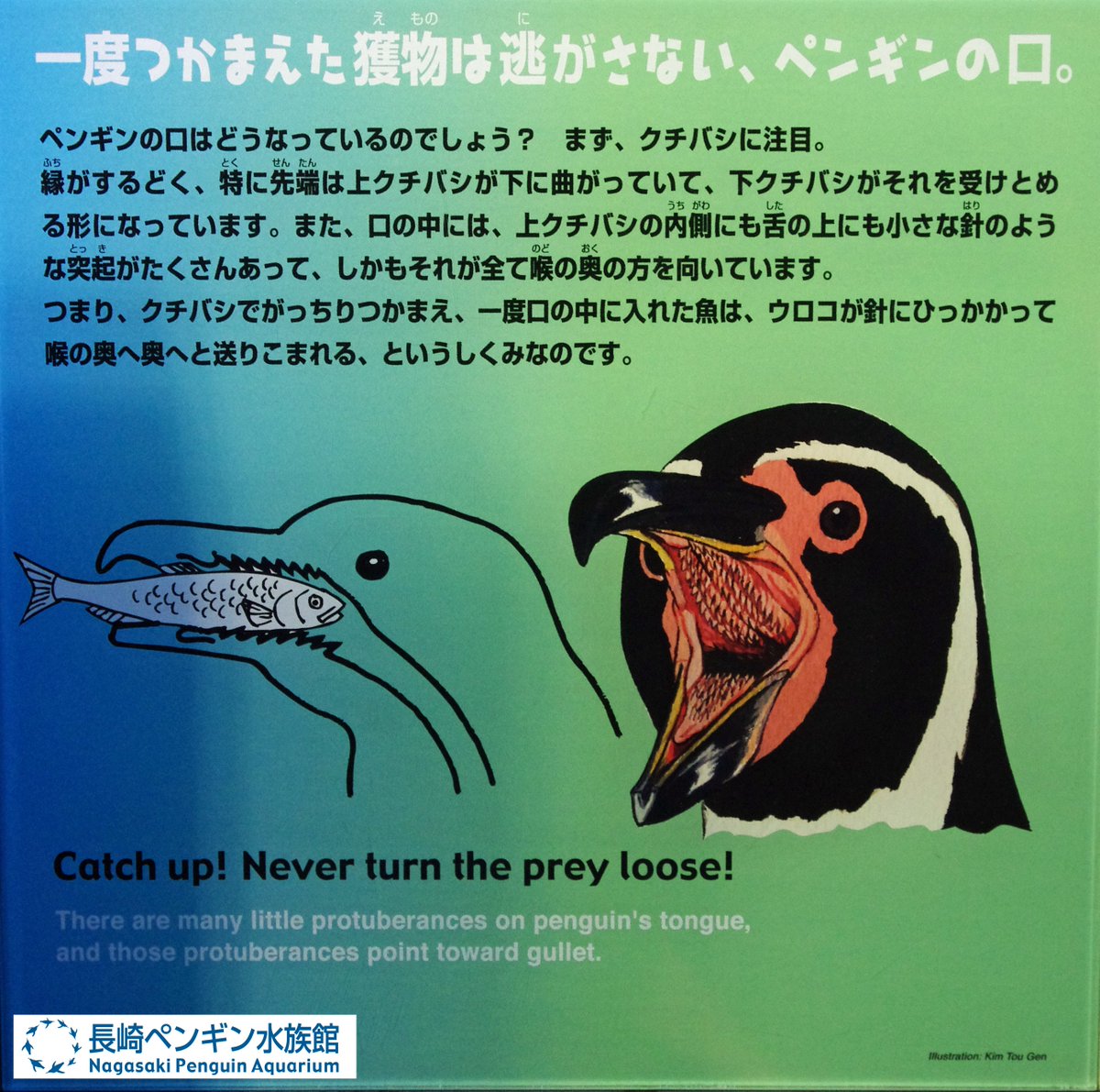 今日は、＃いい歯の日 だそうです ペンギンに歯はあると思いますか