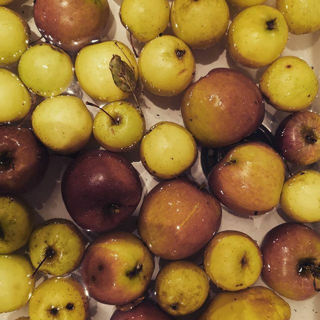 We've been collecting apples locally to produce a marmalade mixed with orange rinds from our juicer. Apples are high in pectin so it meant we could use less sugar in the process. The marmalade will be used for the Orange curd dessert at our Sustainable s… ift.tt/36EZD5v