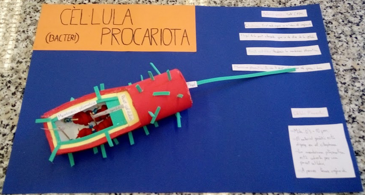 Ciencies_IESCC's tweet photo. #Codocència “El que sent, ho oblide; el que veig, ho recorde, el que faig, ho aprenc”. 
Així és com l'alumnat de 1er de la E.S.O. ha aprés conceptes com els tipus celulars existents, la geometria, volums i els percentatges fusionant la #Biologia i les #Matemàtiques @iesccalaquas https://t.co/Q1EPgbsktr