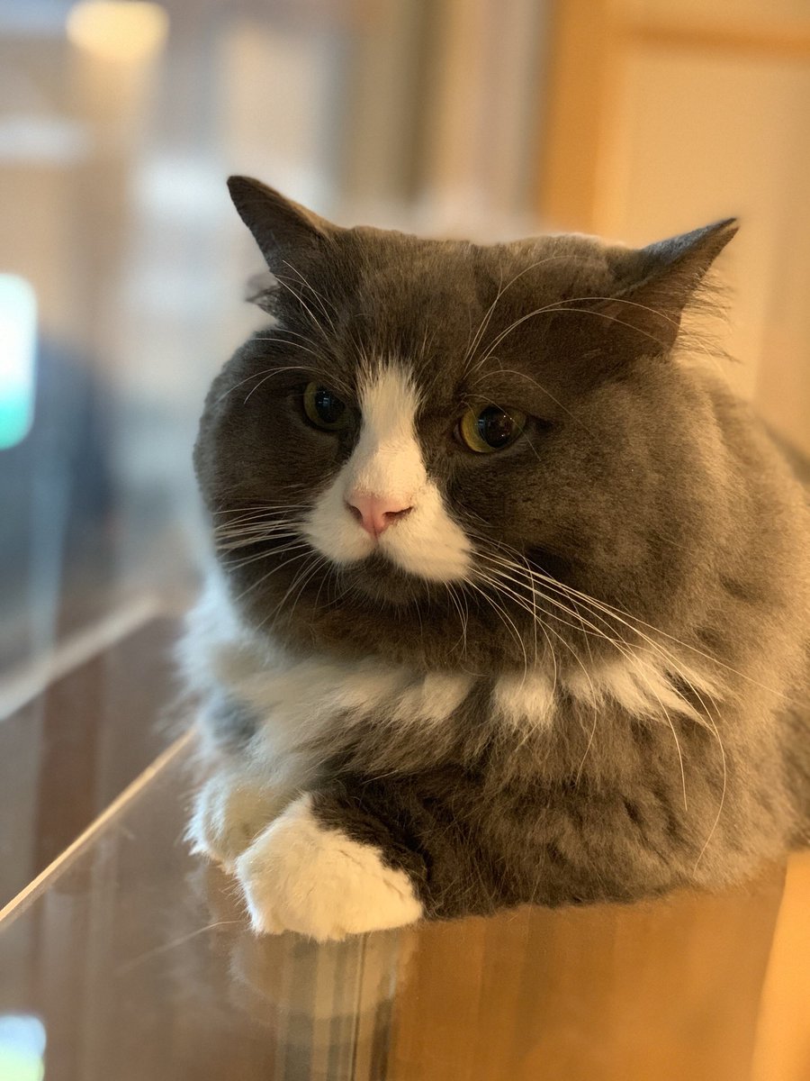 猫カフェ Cat Tail 大阪 西心斎橋 難波 振り向くと ラムネくん ネコカフェ 猫 ネコ ねこ 猫カフェ Catcafe Cat Cattail キャットテイル 膝乗り猫 ひざのりねこ 膝乗り猫カフェ ミヌエット