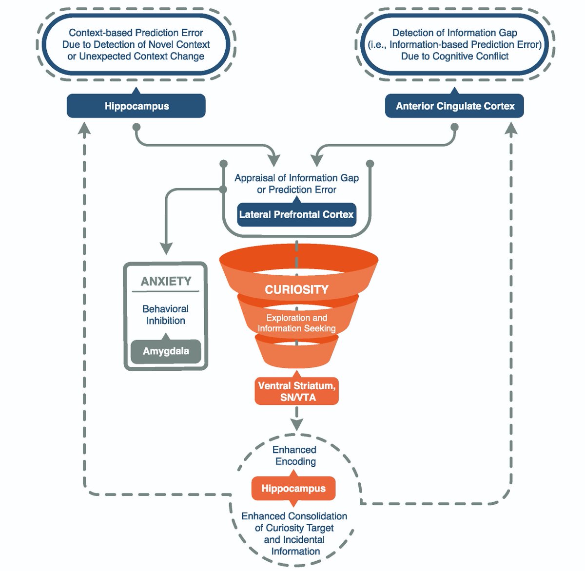 m_j_gruber's tweet image. Please RT. Our framework on curiosity is out: How Curiosity Enhances Hippocampus-Dependent Memory: The Prediction, Appraisal, Curiosity, and Exploration (PACE) Framework. together with @CharanRanganath @TrendsCognSci cell.com/trends/cogniti…