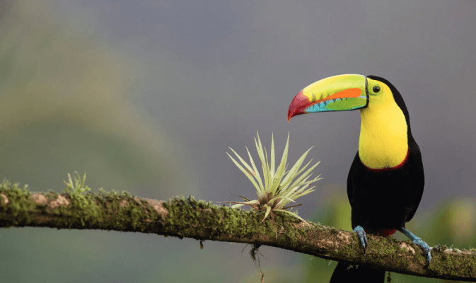 Ejemplos de sostenibilidad 4: Costa Rica dlvr.it/RHnr44