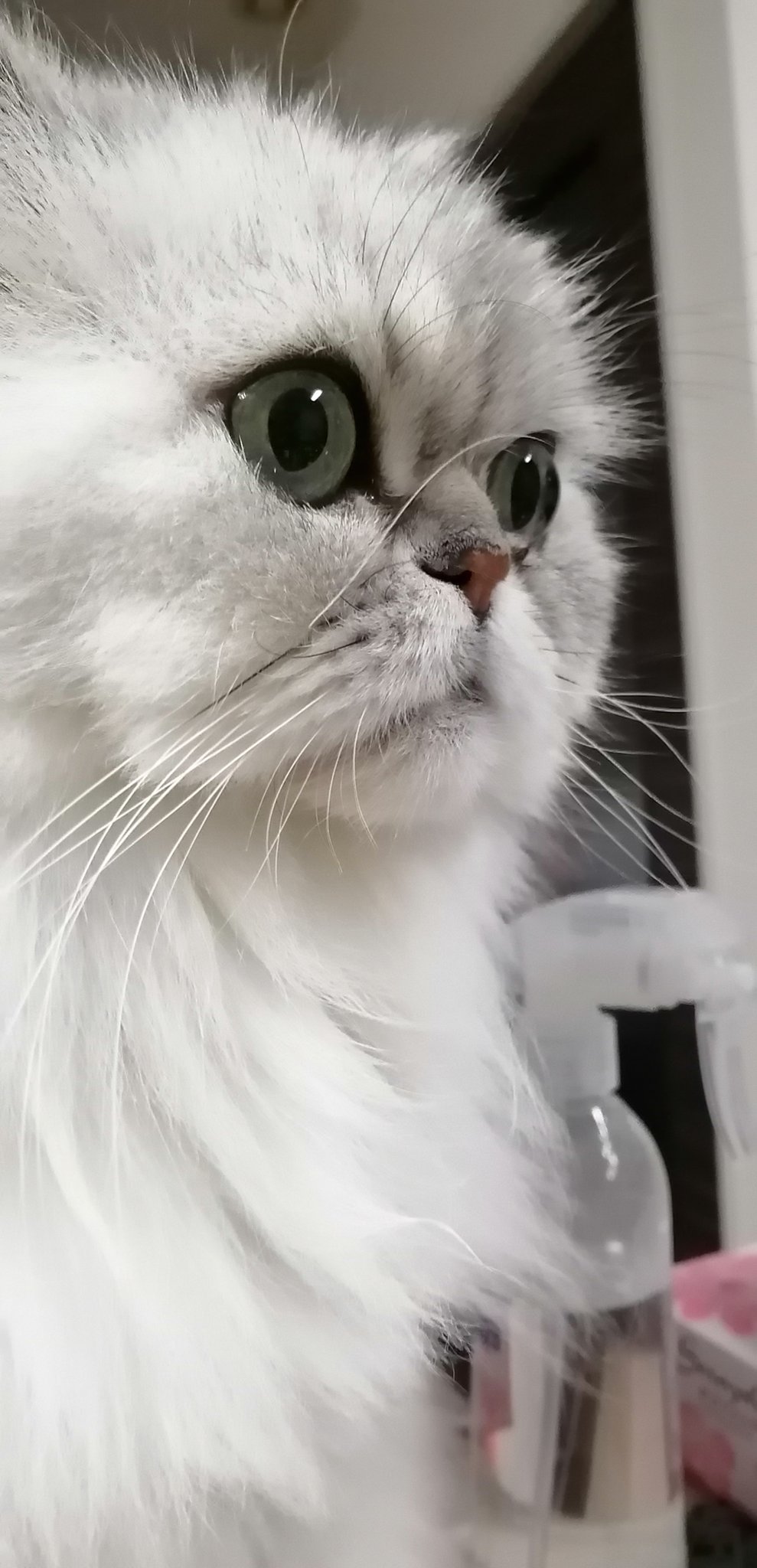 らな ボク ネオ君 目々がおっきくて 落っこちそう 落ちたら拾っといてね チンチラシルバー チンチラペルシャ チンチラ ペルシャかわいい 猫のいる幸せ 白猫 猫好き ねこすたぐらむ T Co Eaxrkvrbqo Twitter らな ボク ネオ君 目々がおっきくて 落っこちそう 落ちたら拾っといてね チンチラシルバー チンチラペルシャ チンチラ ペルシャかわいい 猫のいる幸せ 白猫 猫好き ねこすたぐらむ T Co Eaxrkvrbqo Twitter