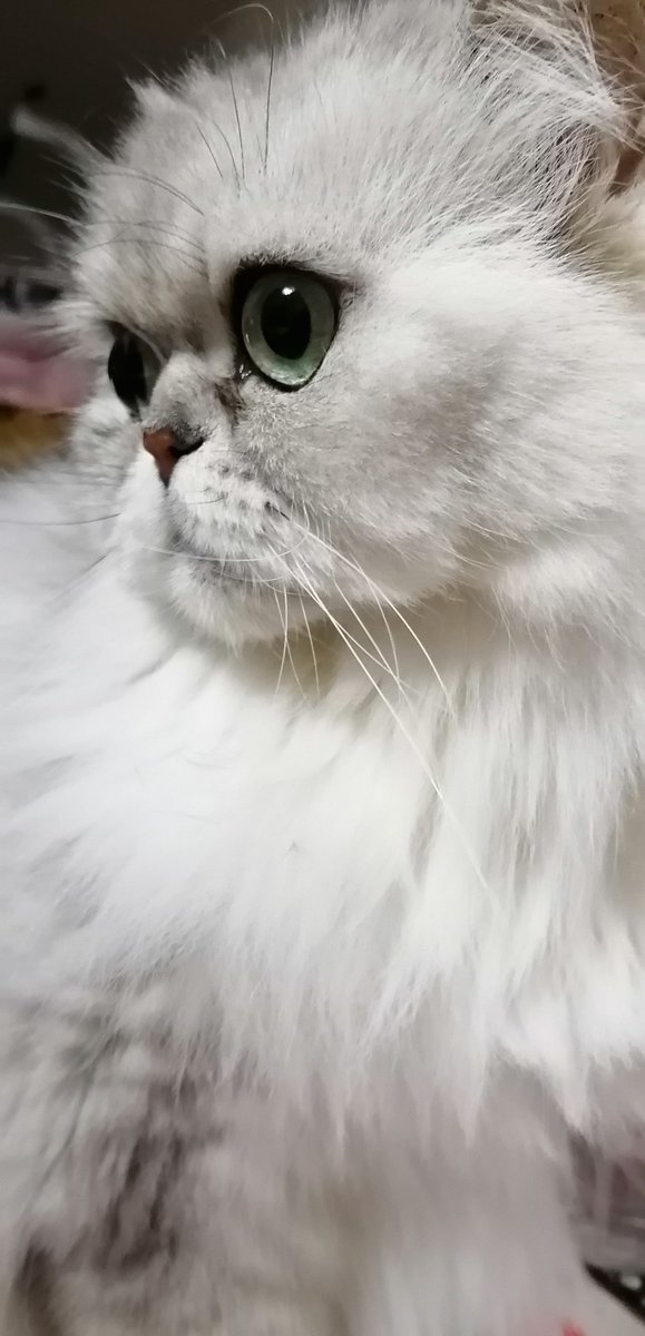 チワワの らなマック در توییتر ボク ネオ君 目々がおっきくて 落っこちそう 落ちたら拾っといてね チンチラシルバー チンチラペルシャ チンチラペルシャかわいい 猫のいる幸せ 白猫 猫好き ねこすたぐらむ