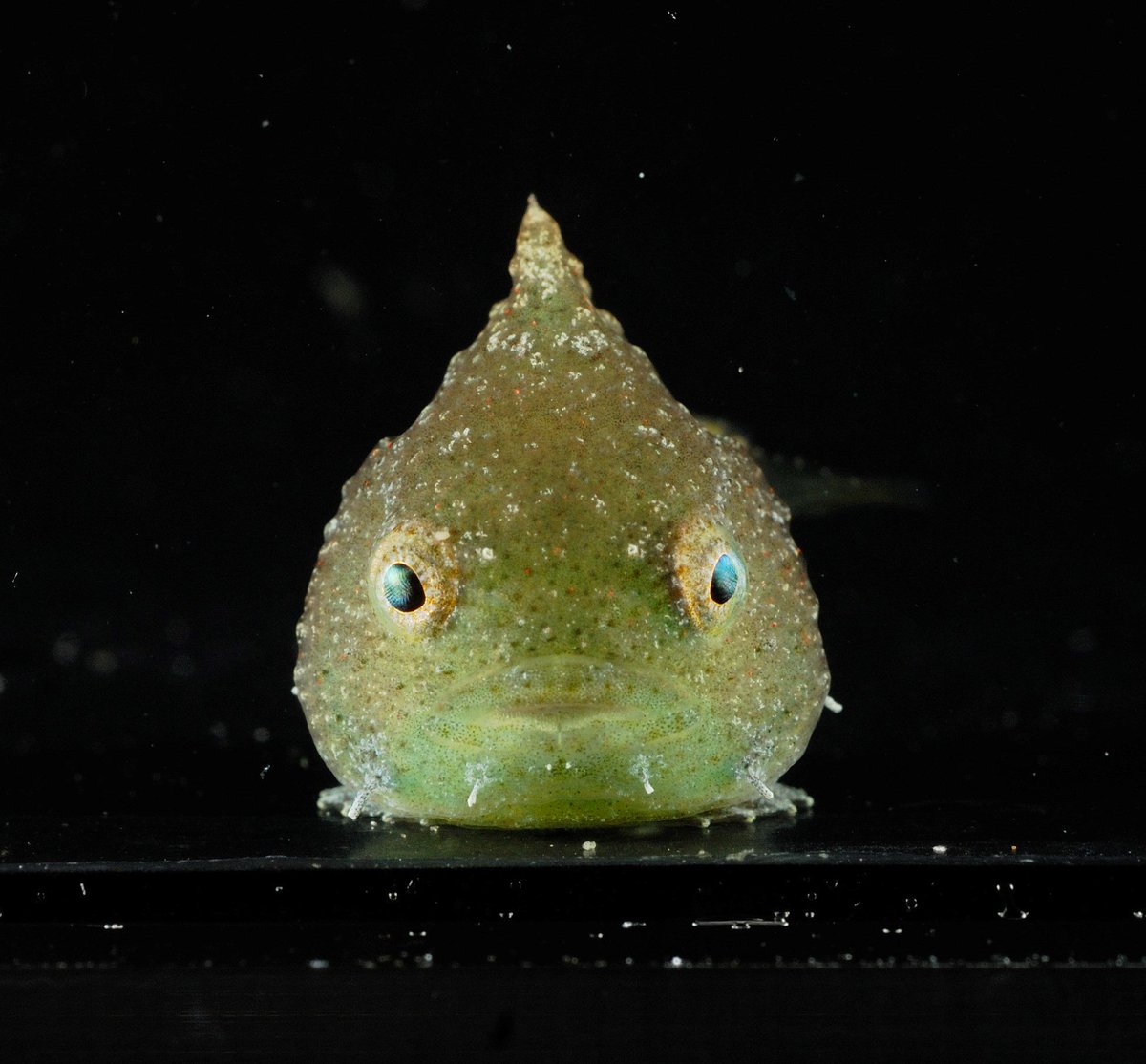 かわいい ダンゴウオ 画像 Truongspuluh かわいい ダンゴウオ 画像 Truongspuluh