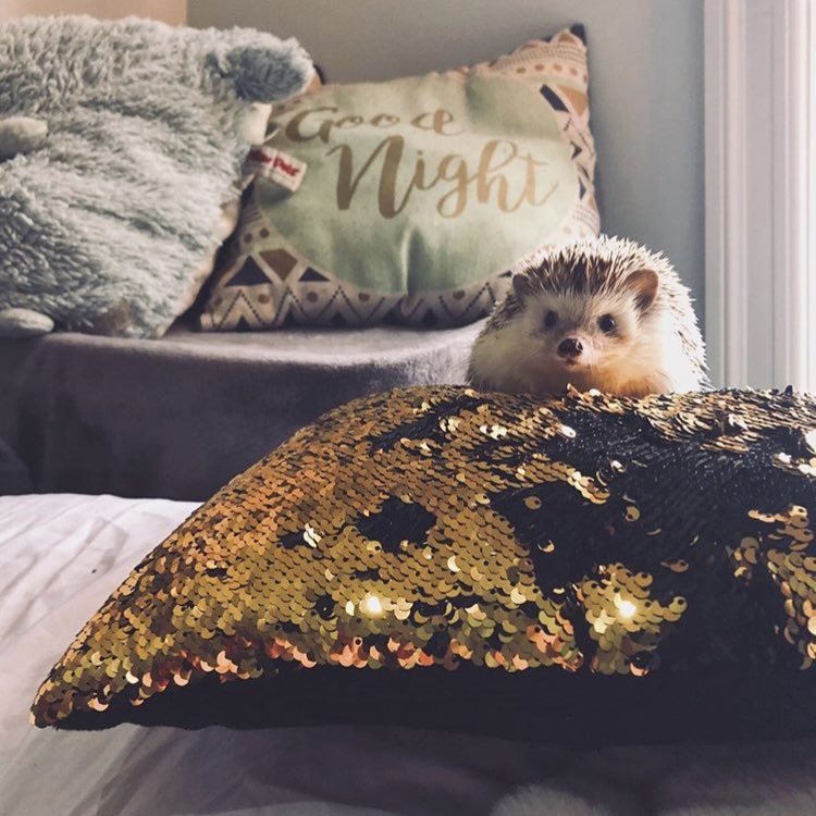 daily__hedgehog's tweet photo. Thursday 7th November, 2019 https://t.co/GJQ46HaYCT