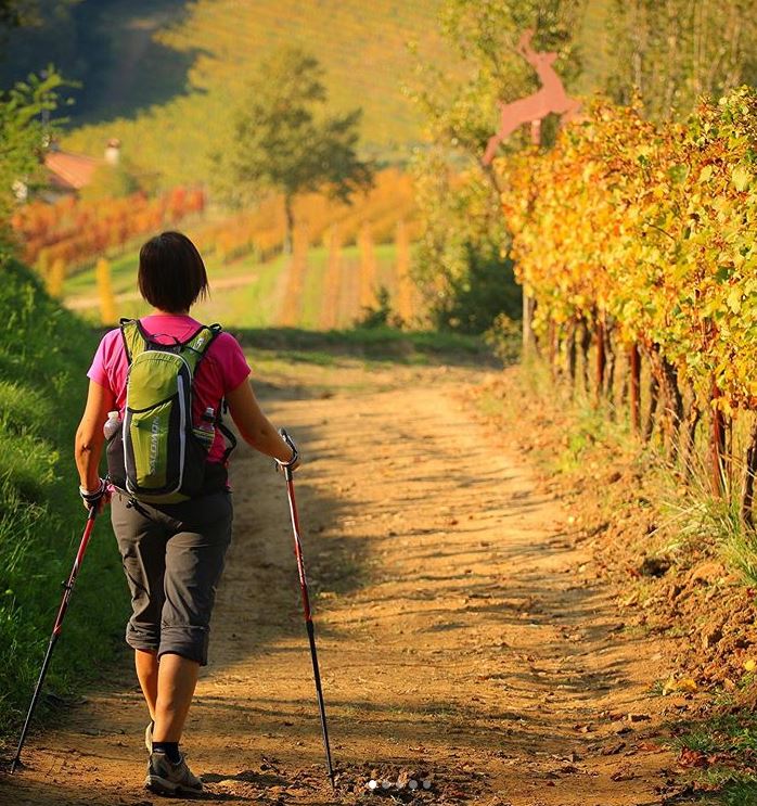 VisitFVG's tweet image. Buon venerdì #8novembre!

In cammino verso il #weekend 😉

Ph. (IG) ale_francescut - #Spessa, vigne sul #Collio

#Fvglive #italy #naturelovers