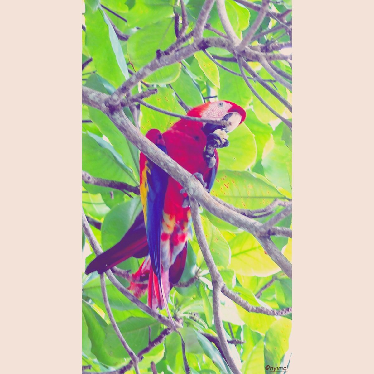 macaulaylibrary.org/asset/55507741
#scarletmacaw #aramacao #terminaliacatappa #avesdecostarica #thearaproject #reintroduction #tiskitajunglelodge #neotropics #16x9_birds #birdsoftwitter #birdyourworld #500pxrtg #ThePhotoHour #dailyphoto #PintoFotografía #thePhotoNow #YourShot #trakus