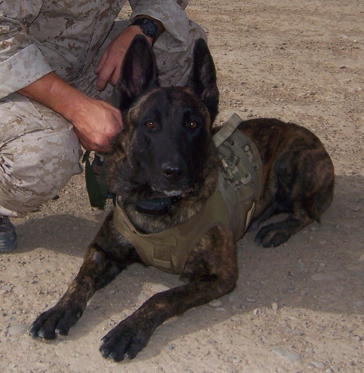 JasonNGardner's tweet image. Pictures of the working dogs I have served with over the years. Not only do they locate hidden enemies and dangerous improvised explosive devices, they can also provide much needed stress relief and affection. I would never want to go outside the wire without one. @MRitland