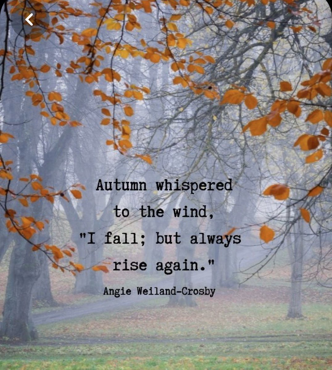 PalmtreesR's tweet image. Never give up