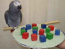 qikipedia tweet picture