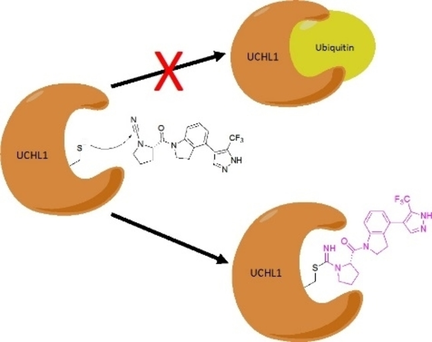 #Structuralbiology used to gain insight into the mechanism of action of #covalentinhibitors of the #deubiquitinase UCHL1 (@FlahertyLab @Purdue_MCMP @MayoClinic @PurdueChemistry @DiscoveryParkPU) doi.wiley.com/10.1002/cbic.2…