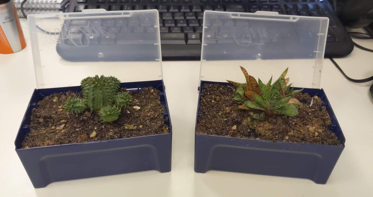 Jack_Fuller92's tweet photo. Re-using old tip boxes as cacti houses! Thanks to @starlab for their #starlabsustainabilityweek pushing sustainability in science! https://t.co/UnPsiGpQHM