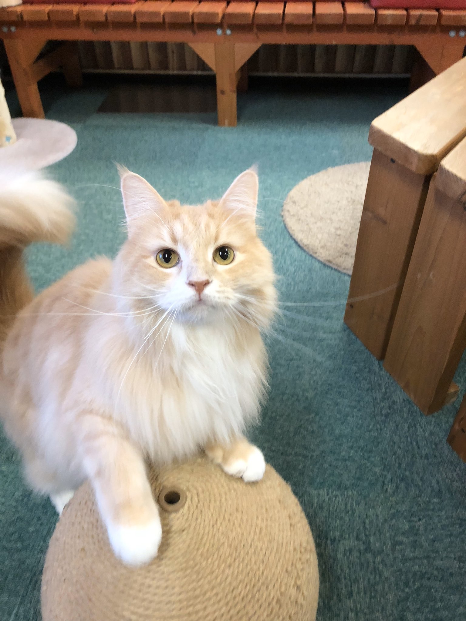 猫カフェねこまんま 猫ちゃんのシャンプー承ります 換毛期は抜け毛の季節 シャンプーすると抜け毛がとれ さらさら ふわふわになります ご予約お待ちしております 猫カフェねこまんま 猫シャンプー 猫美容室 猫美容 猫美容院 猫専門 猫カフェねこまんま 猫ちゃんのシャンプー承ります 換毛期は抜け毛の季節 シャンプーすると抜け毛がとれ さらさら ふわふわになります ご予約お待ちしております 猫カフェねこまんま 猫シャンプー 猫美容室 猫美容 猫美容院 猫専門