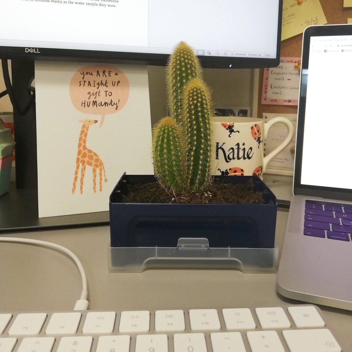 _katieendersby's tweet image. An insight into what might be the absolute BEST way to re-use plastic containers ( like pipette tip boxes! ) Thanks for the new desk friend @StarlabUKLtd 🌵🌵🌵🌵🌵 #starlabsustainabilityweek