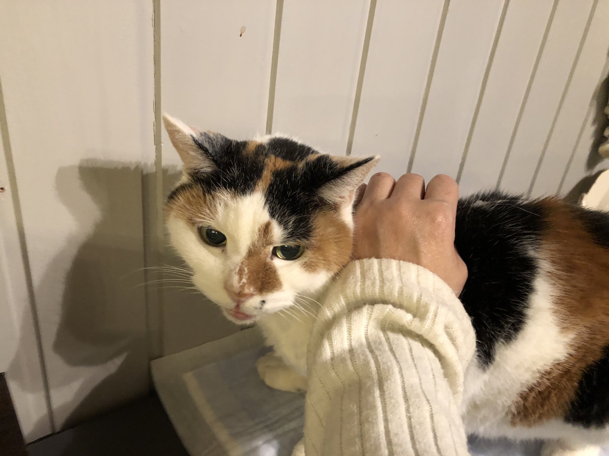 マメ ｋ 才 飼い主死亡でセンターに持ち込まれたみけちゃんの 終の住処を探しています 我が家の犬に耐えられずずっとケージです ストレスで大腸炎になり現在血便は治りましたが念の為補液をしています 一人で簡単にできるほど性格のいい子です