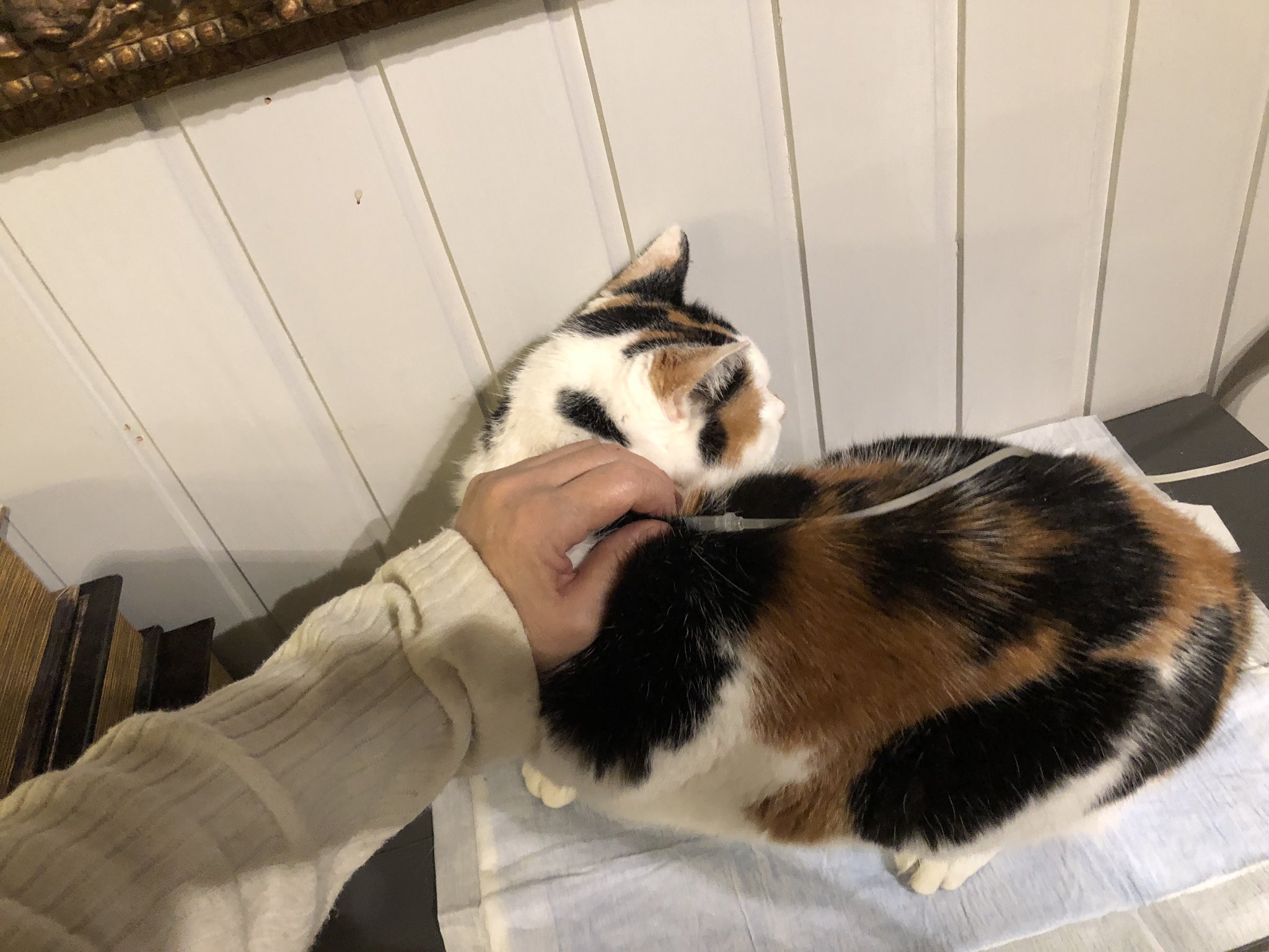 マメ ｋ 才 飼い主死亡でセンターに持ち込まれたみけちゃんの 終の住処を探しています 我が家の犬に耐えられずずっとケージです ストレスで大腸炎になり現在血便は治りましたが念の為補液をしています 一人で簡単にできるほど性格のいい子です