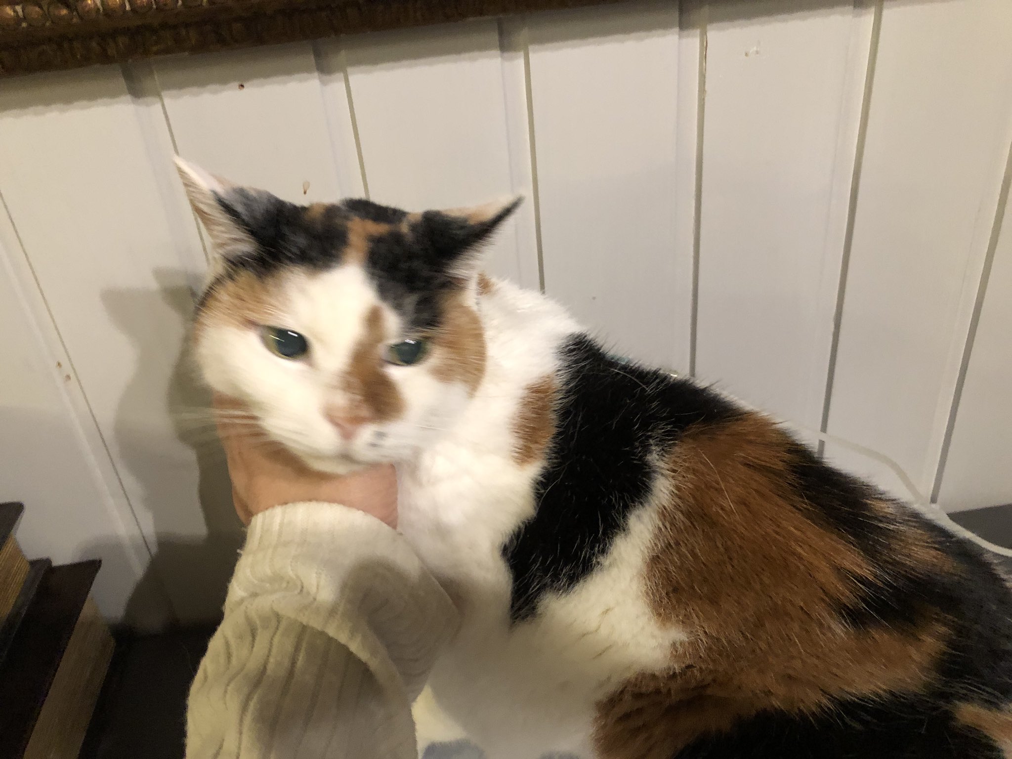 マメ ｋ 才 飼い主死亡でセンターに持ち込まれたみけちゃんの 終の住処を探しています 我が家の犬に耐えられずずっとケージです ストレスで大腸炎になり現在血便は治りましたが念の為補液をしています 一人で簡単にできるほど性格のいい子です