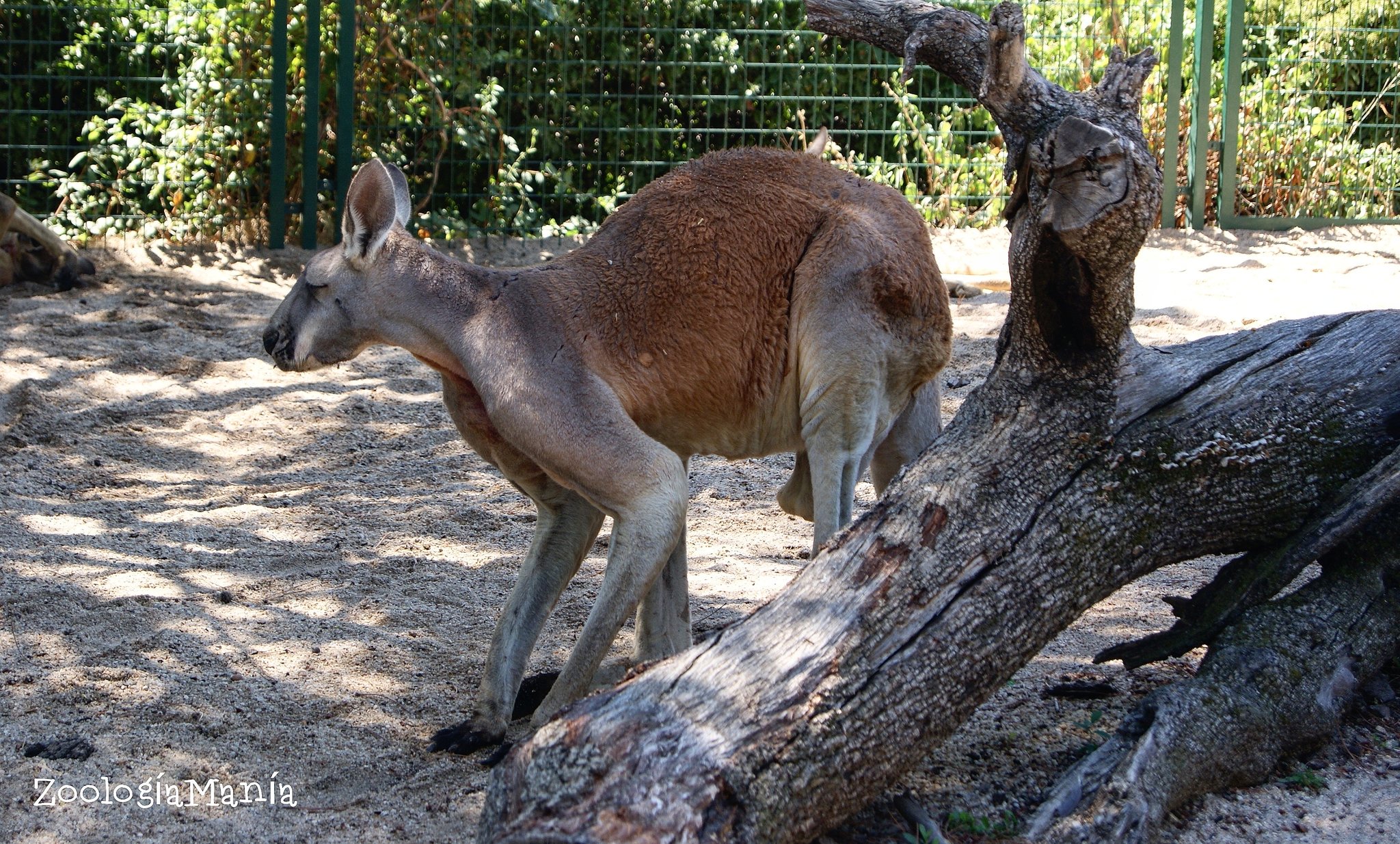 Zoologiamania Macho De Canguro Rojo Macropus Rufus Zoologiamania Zoology Zoologia Zoo Faunia Mamifero Mammal Macropusrufus Macropus Macropodidae Diprotodontia Marsupialia Mammalia Chordata Animalia Animal Canguro