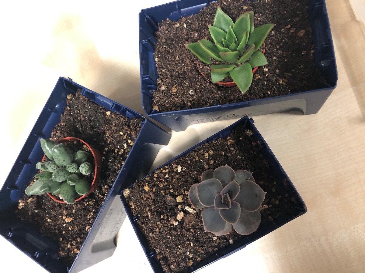 WhitehouseLab's tweet photo. Thank you to @FrancisSTARLAB for the new lab cacti, and information on sustainability as part of #starlabsustainabilityweek https://t.co/jHvN1DyU21
