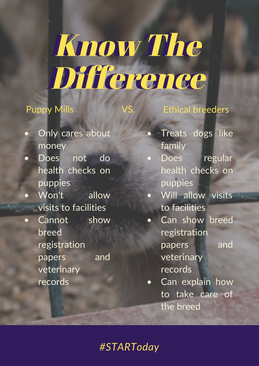 STARTPH2019's tweet image. Looking for a new furry addition to your family? Adopt or shop, but do it responsibly! 

#AdoptorShop
#STARTPhilippines
#STARToday
#animals
#animallove
#love
#care
#animalabuse
#savetheanimals