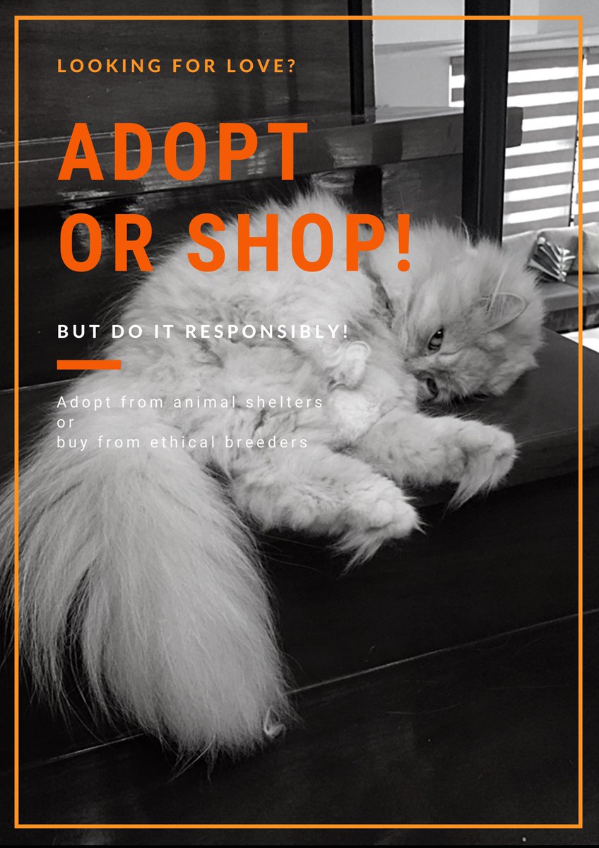 STARTPH2019's tweet image. Looking for a new furry addition to your family? Adopt or shop, but do it responsibly! 

#AdoptorShop
#STARTPhilippines
#STARToday
#animals
#animallove
#love
#care
#animalabuse
#savetheanimals